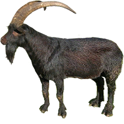 Valdostana Goat